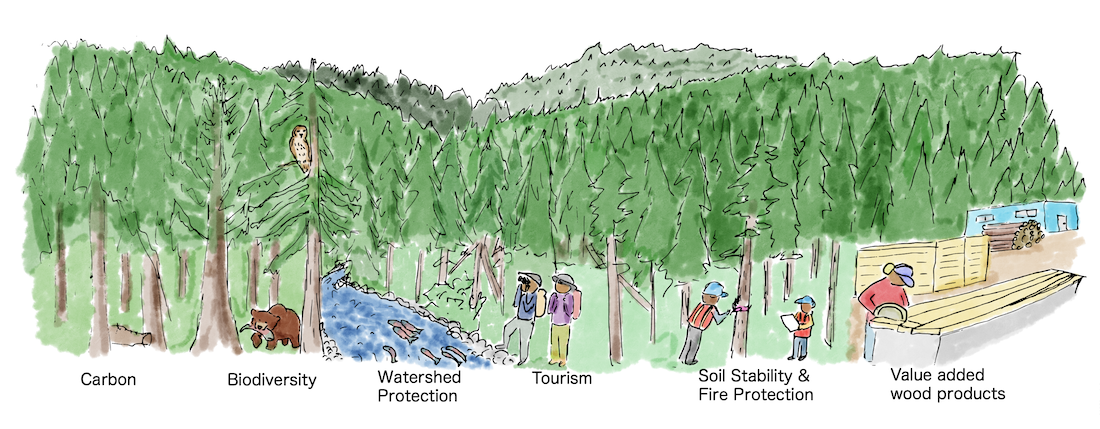 Anneke Rosch.MTN_I_085 forest values